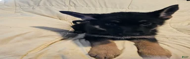 Black Collar