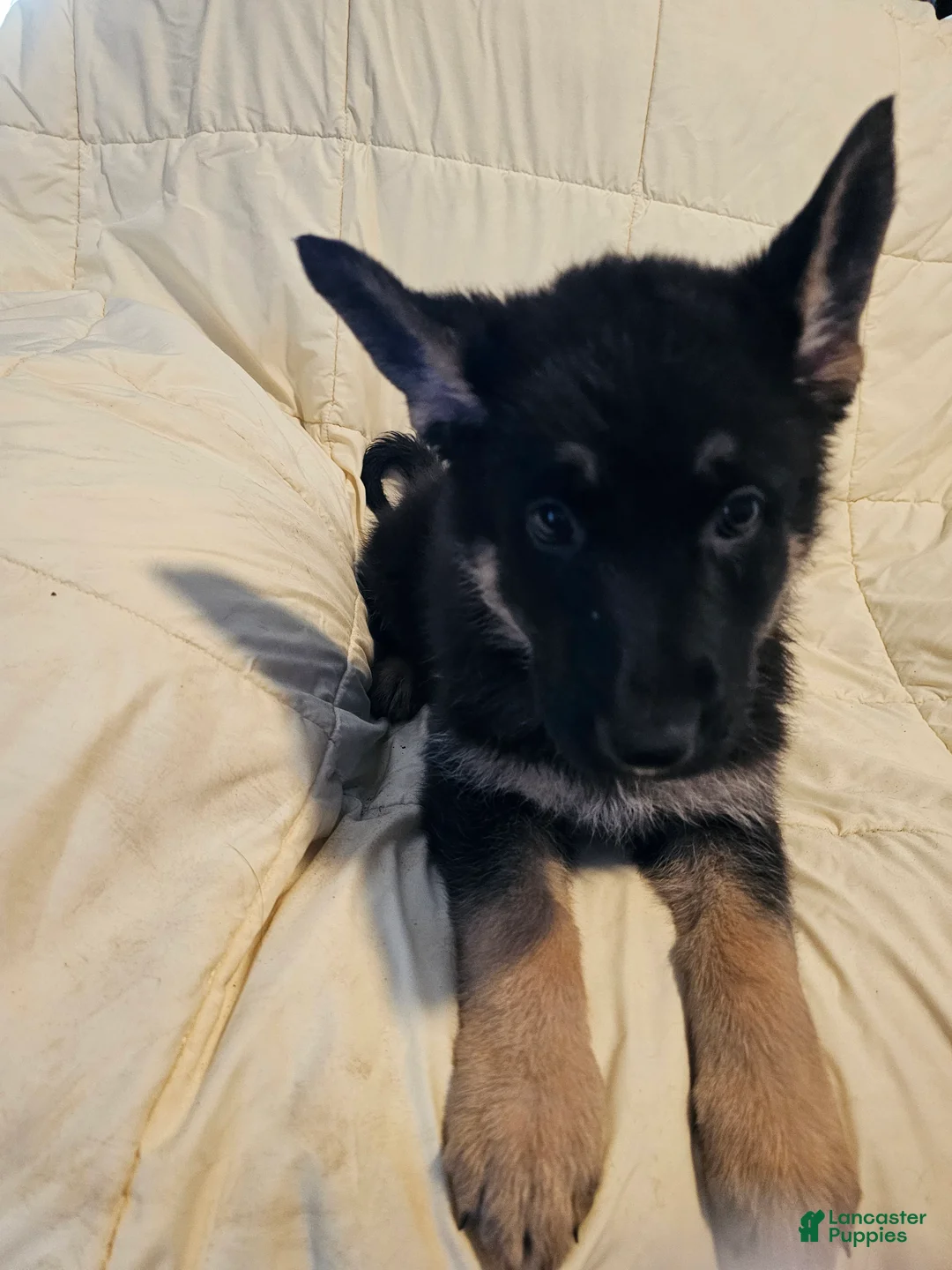German Shepherd dogs for sale: Black Collar - Ad 1