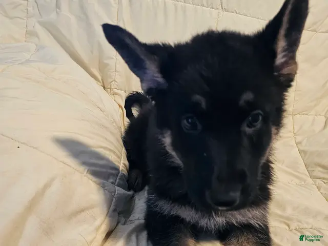 German Shepherd dogs for sale: Black Collar - Ad 17