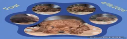 Toy Poodle dogs for sale: Four - Ad 1
