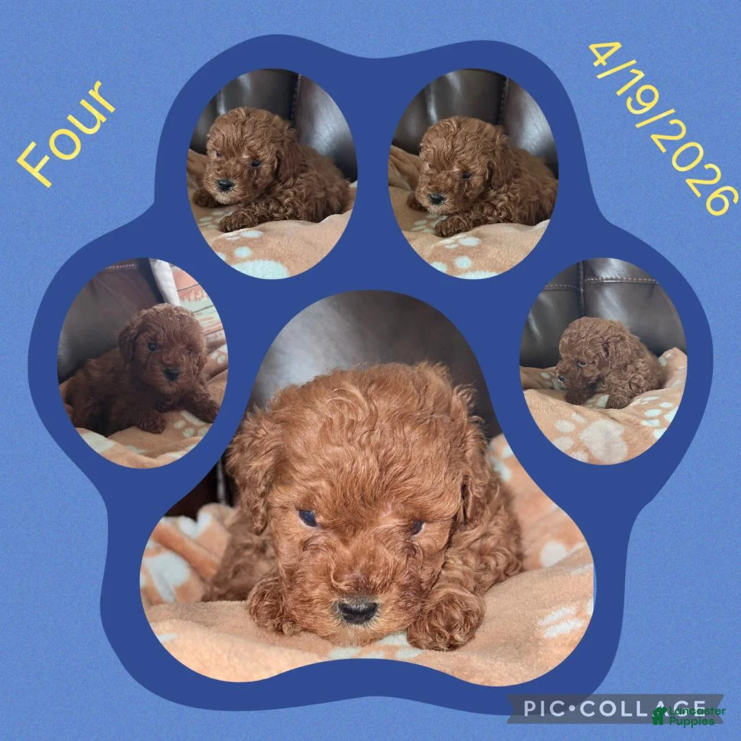 Toy Poodle dogs for sale: Four - Ad 1