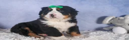 Bernese Mountain Dog dogs for sale: HERSHEY - Ad 1