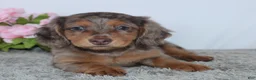 Miniature Dachshund dogs for sale: Pansy - Ad 3