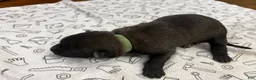 Belgian Malinois dogs for sale: Hickory (green) - Ad 6