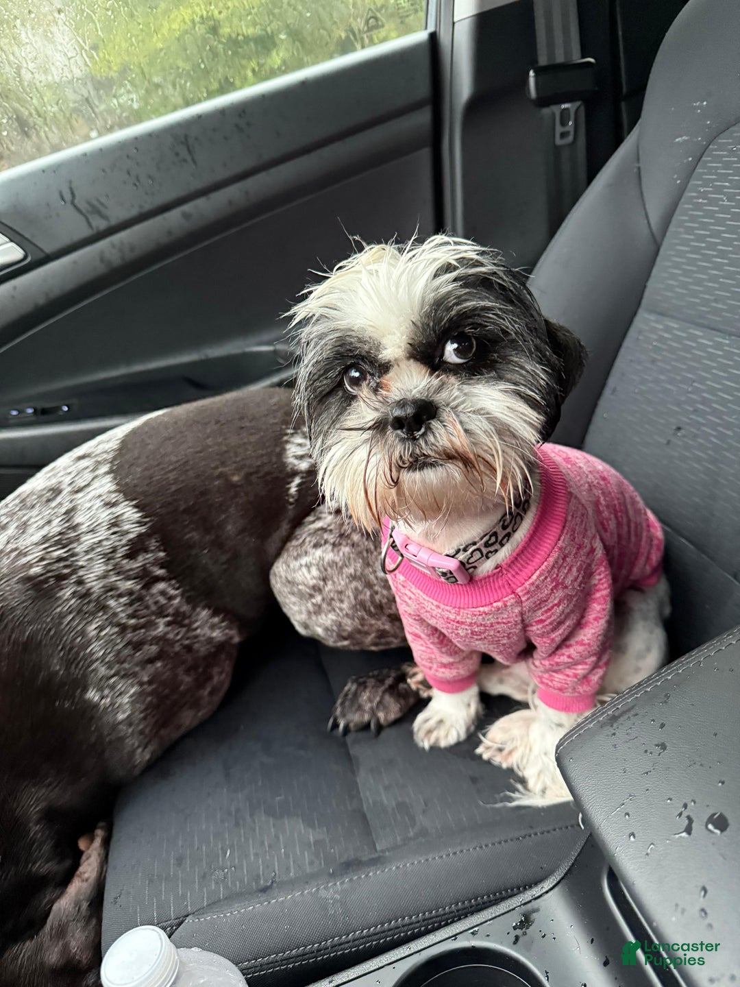 Shorkie dogs for sale: Shorkie Puppy 4 Blessy - Ad 12