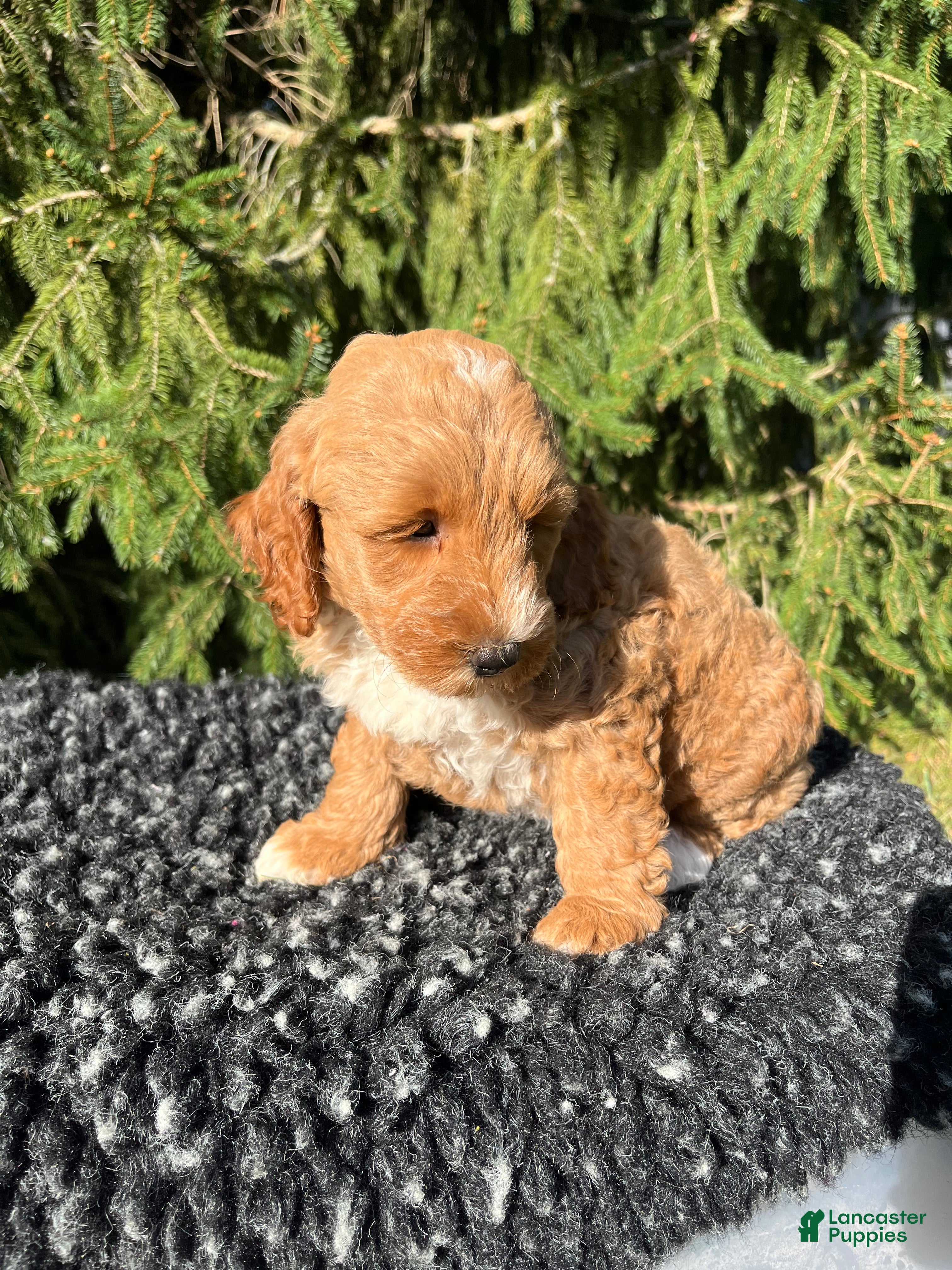 Mini Goldendoodle dogs Sofie - Ad 2