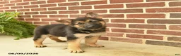 German Shepherd dogs for sale: Beauty - Ad 3