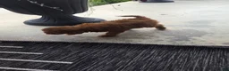 Cavapoo dogs for sale: Fletcher - Ad 25