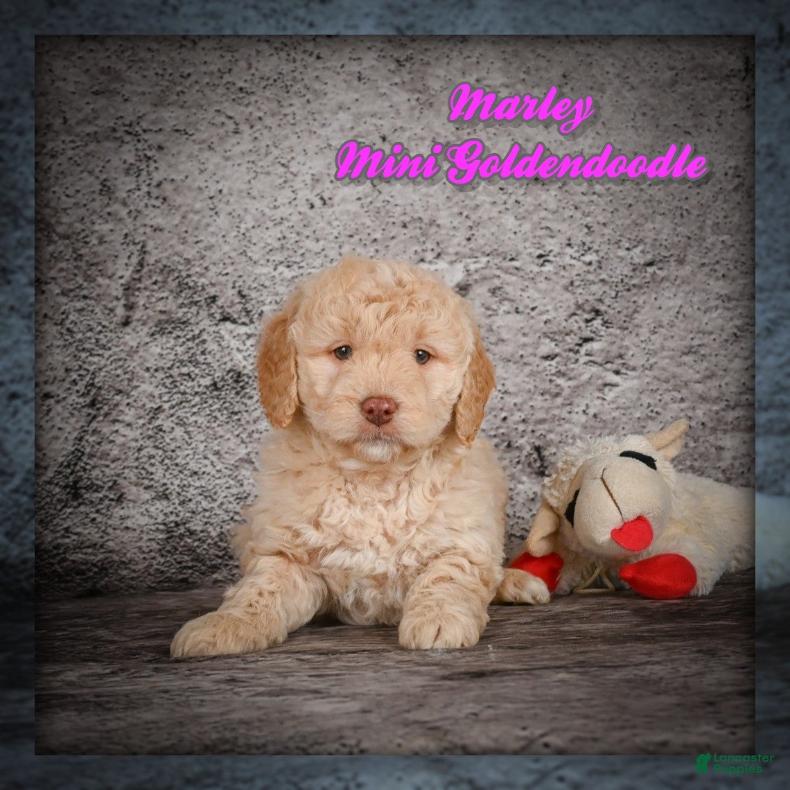 Mini Goldendoodle dogs Marley - Ad 1