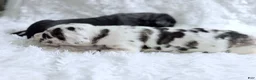Great Dane dogs for sale: Artemis - Ad 26