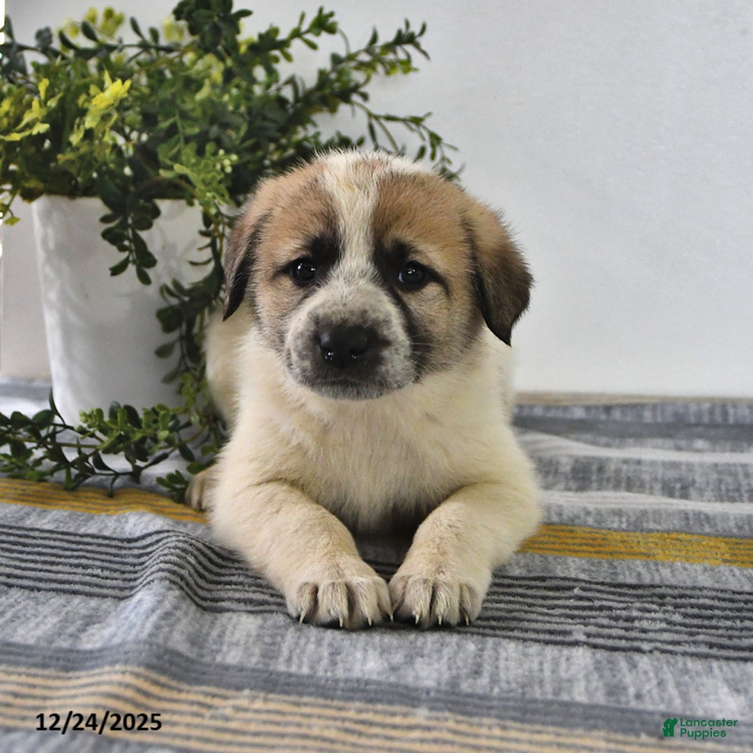 Mixed Breed dogs for sale: Lilly - Ad 1