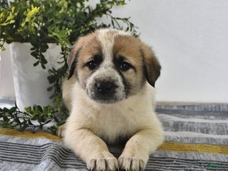 Mixed Breed dogs Lilly - Ad 5