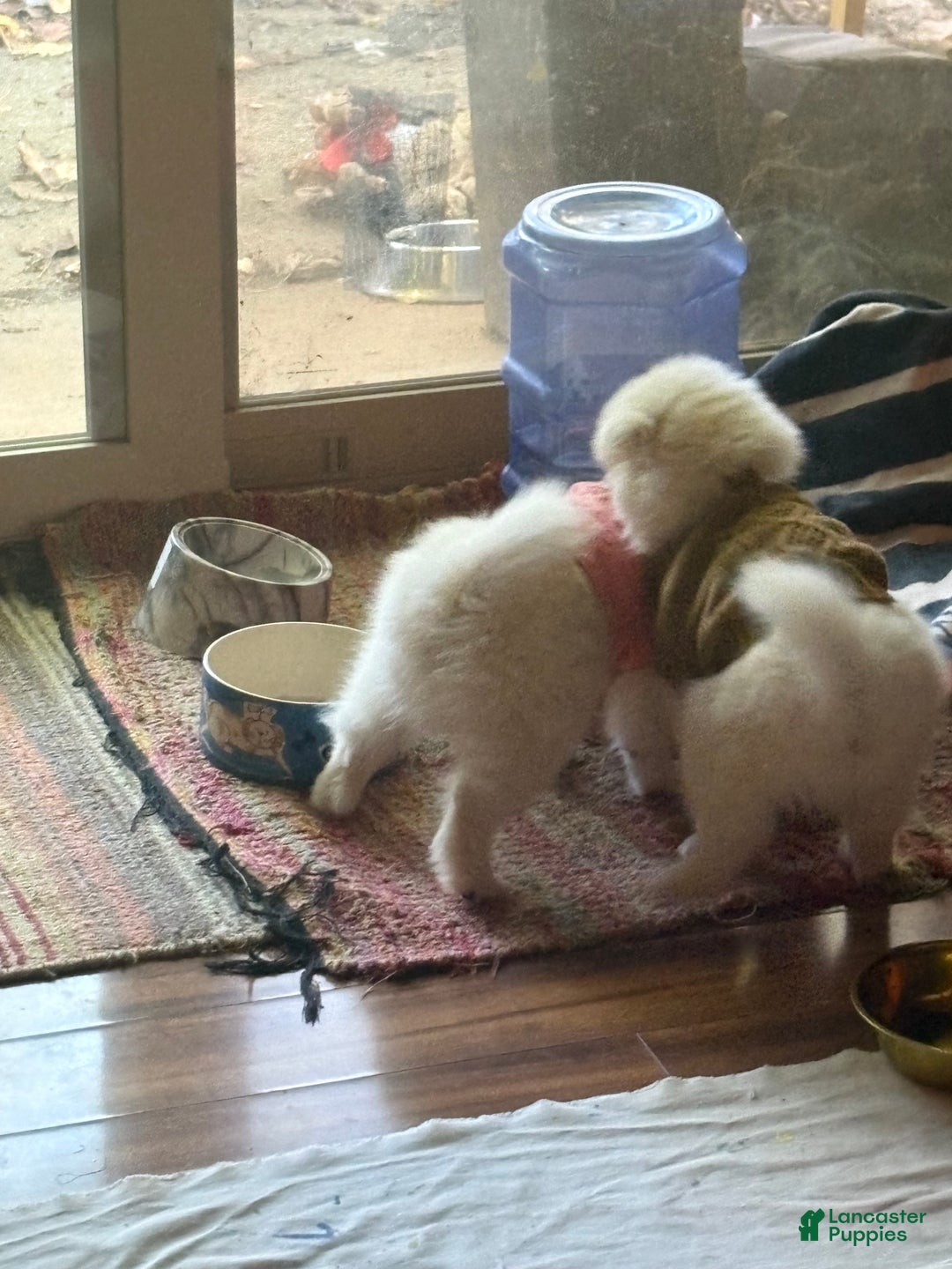 American Eskimo dogs for sale: Annie - Ad 16