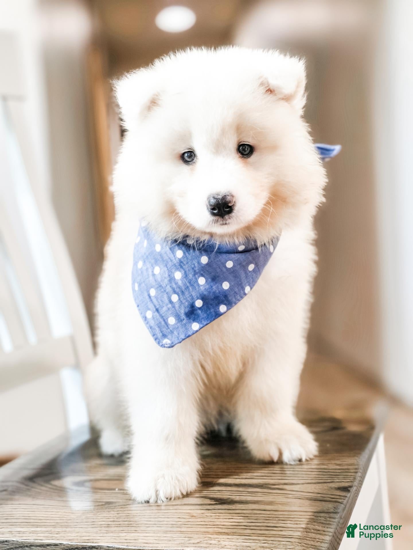 Samoyed dogs for sale: HlubHlub - Ad 1