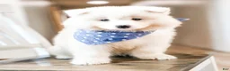 Samoyed dogs for sale: HlubHlub - Ad 1