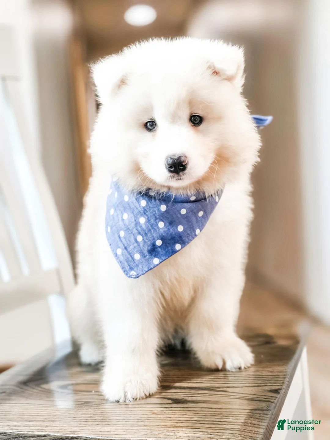 Samoyed dogs for sale: HlubHlub - Ad 1