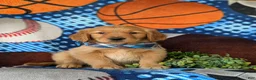 Golden Retriever dogs for sale: Codie - Ad 3