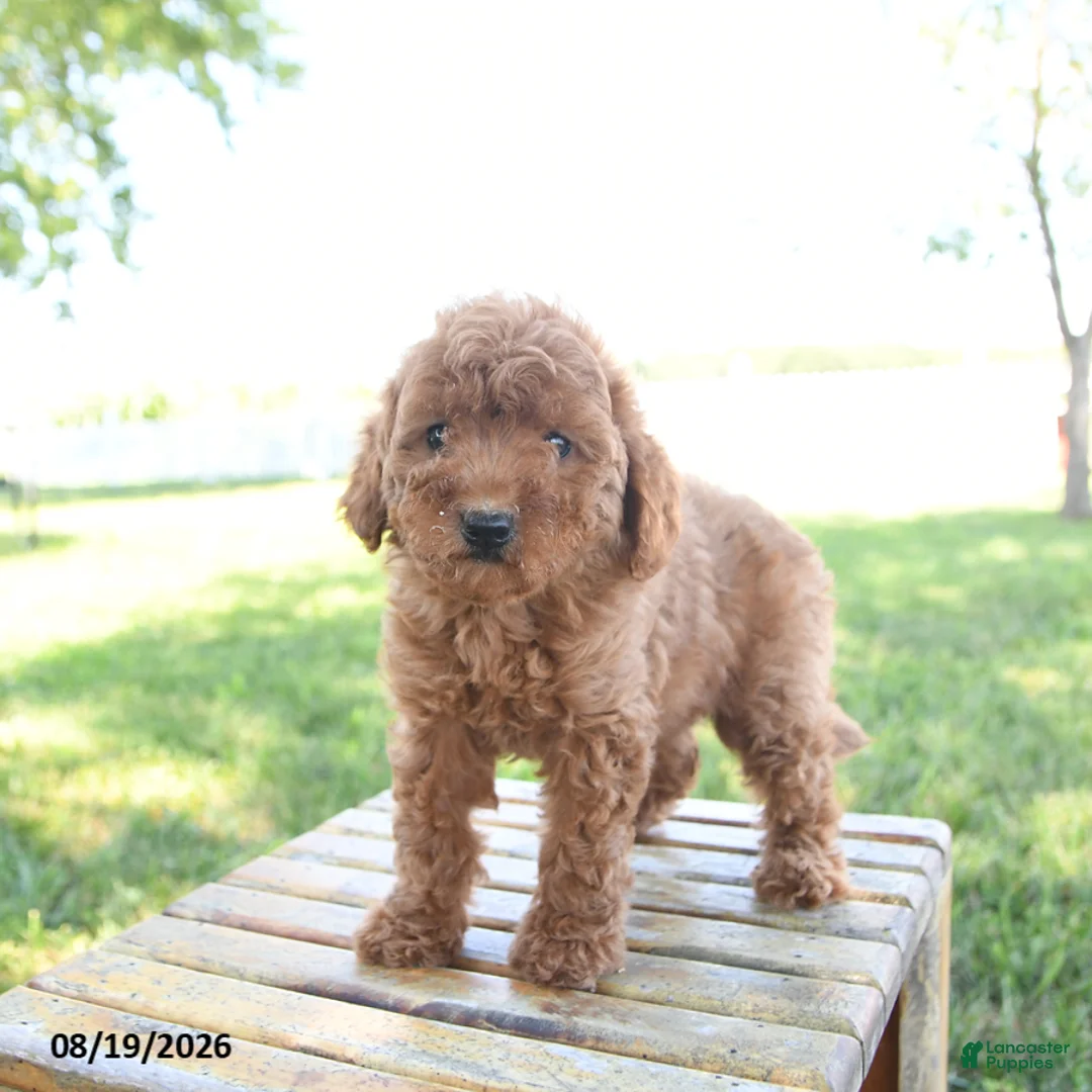 Mini Goldendoodle dogs for sale: Layla - Ad 3