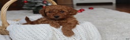 Cavapoochon dogs for sale: Millie - Ad 5