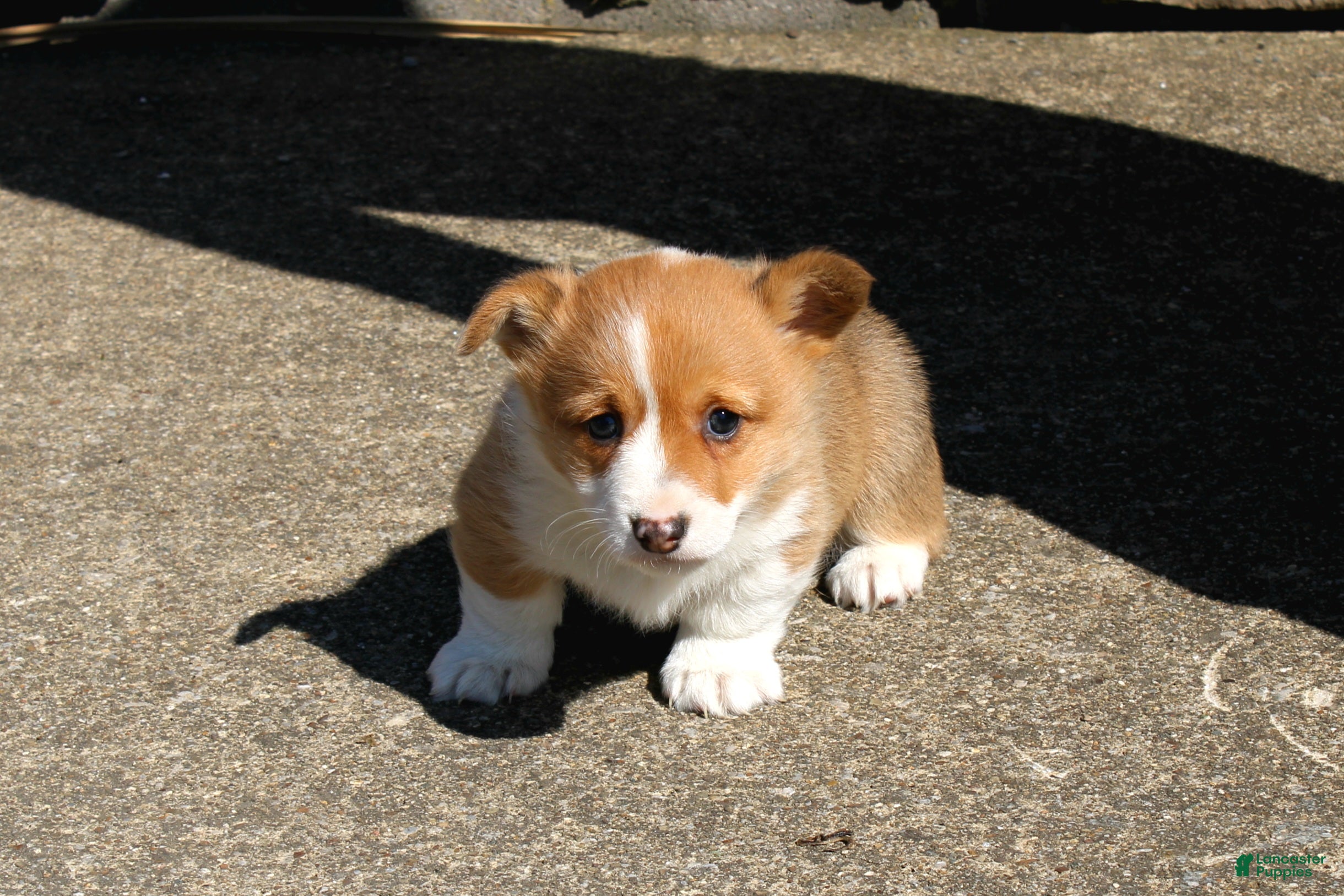Welsh Corgi Pembroke dogs Piper - Ad 1