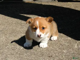 Welsh Corgi Pembroke dogs for sale: Piper - Ad 3