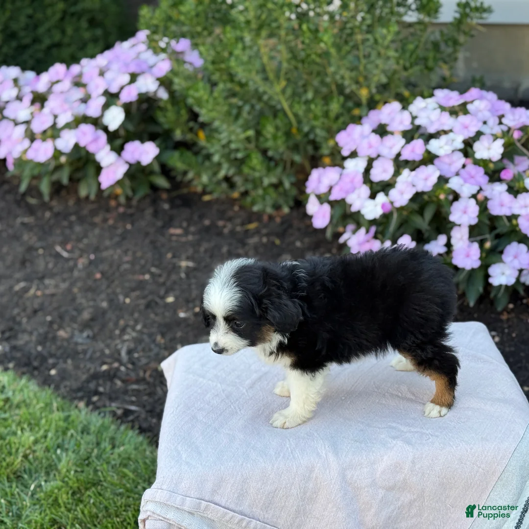 Miniature Australian Shepherd dogs for sale: Apple - Ad 2