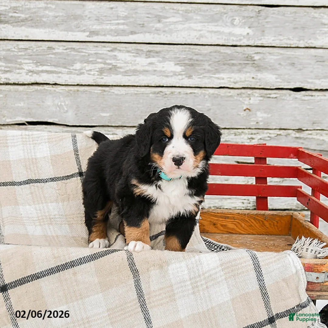 Bernese Mountain Dog dogs for sale: Molly - Ad 1