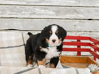 Bernese Mountain Dog dogs Molly - Ad 13