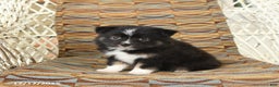 Toy Australian Shepherd dogs for sale: Chloe - Ad 3