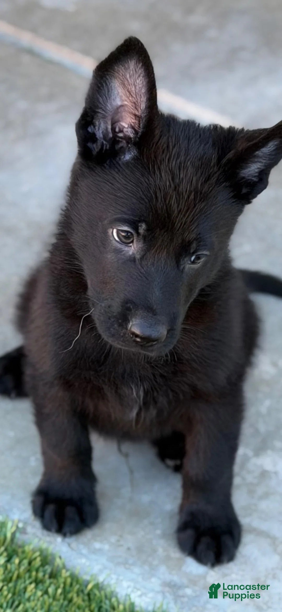 German Shepherd dogs for sale: German Shepherd 3 male and female - Ad 2