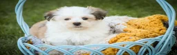Havanese dogs for sale: Fernando - Ad 3
