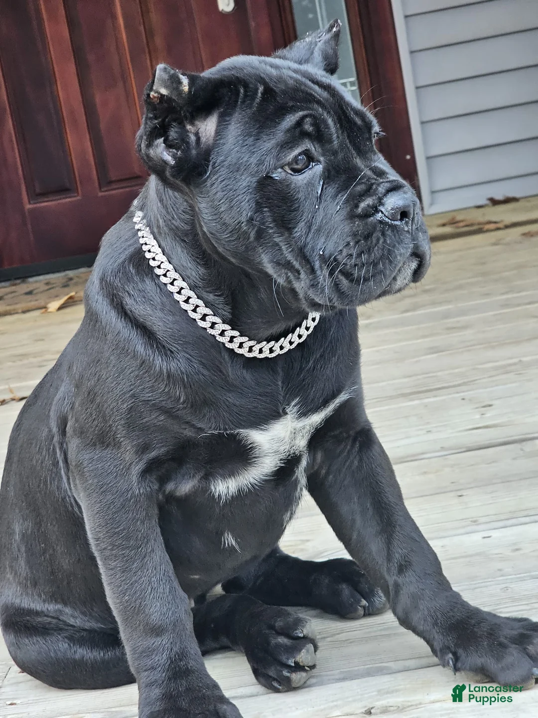 Cane Corso dogs for sale: QUEENIE - Ad 7