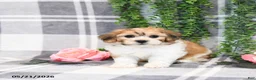 Teddy Bear dogs for sale: Skippy - Ad 2