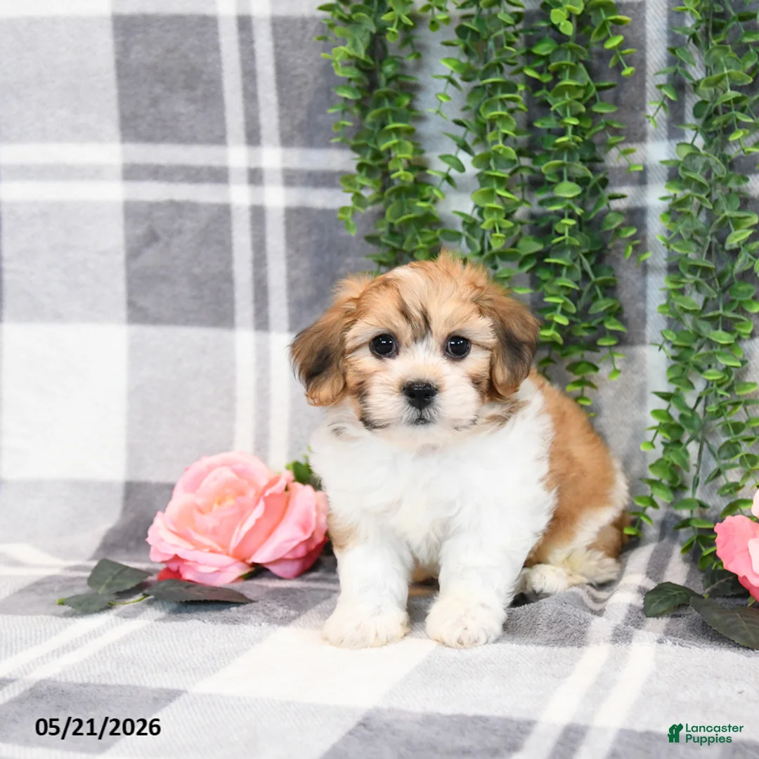 Teddy Bear dogs for sale: Skippy - Ad 2