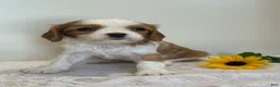 Cavalier King Charles Spaniel dogs for sale: Loyal Cavalier King Charles Spaniel  - Ad 5
