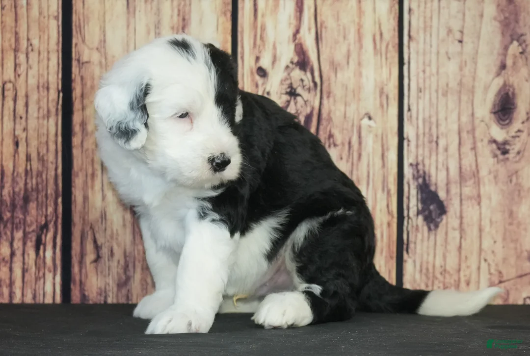 Sheepadoodle dogs for sale: Sheepadoodle Puppy 5 - Ad 2