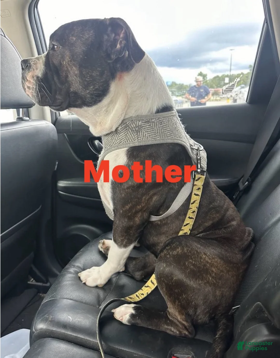 American Pit Bull Terrier dogs for sale:  Puppy 1 - Ad 29