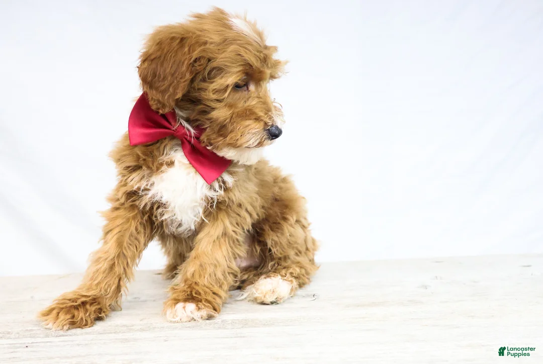 Goldendoodle dogs for sale: BOSS - Ad 3