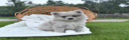 Pomeranian dogs for sale: Luke - Ad 4
