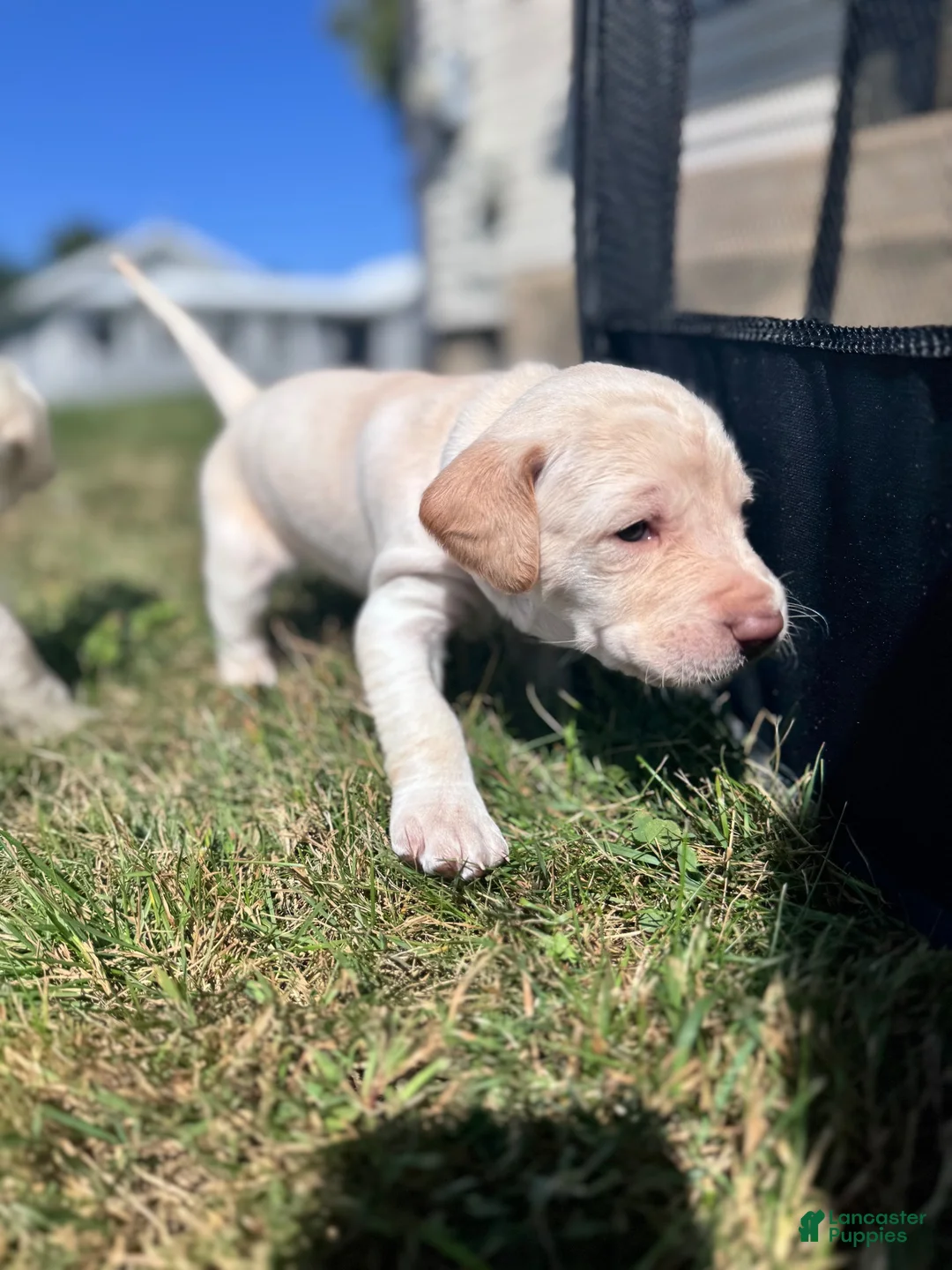 Labradoodle dogs for sale: Labradoodle 1 - Ad 8