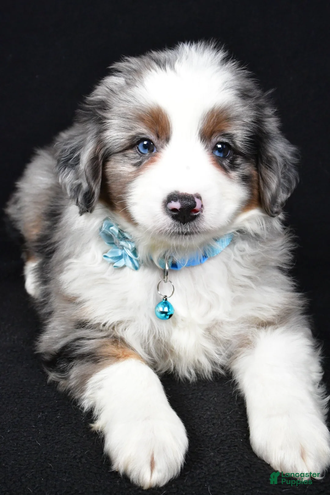 Miniature Australian Shepherd dogs for sale: Ruth - Ad 8