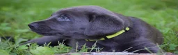 Labrador Retriever dogs for sale: Star - Ad 11