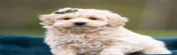 Maltipoo dogs for sale: Oakley - Ad 5
