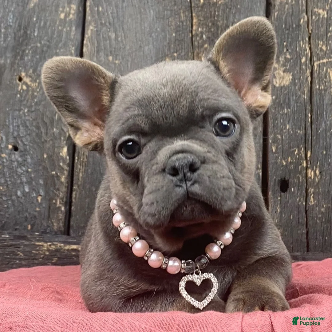 French Bulldog dogs for sale: French Bulldog Puppy 4 - Ad 2
