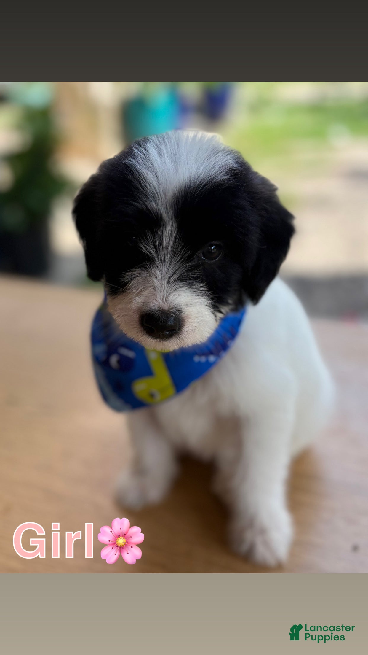 Mixed Breed dogs Pyredoodle female  - Ad 12