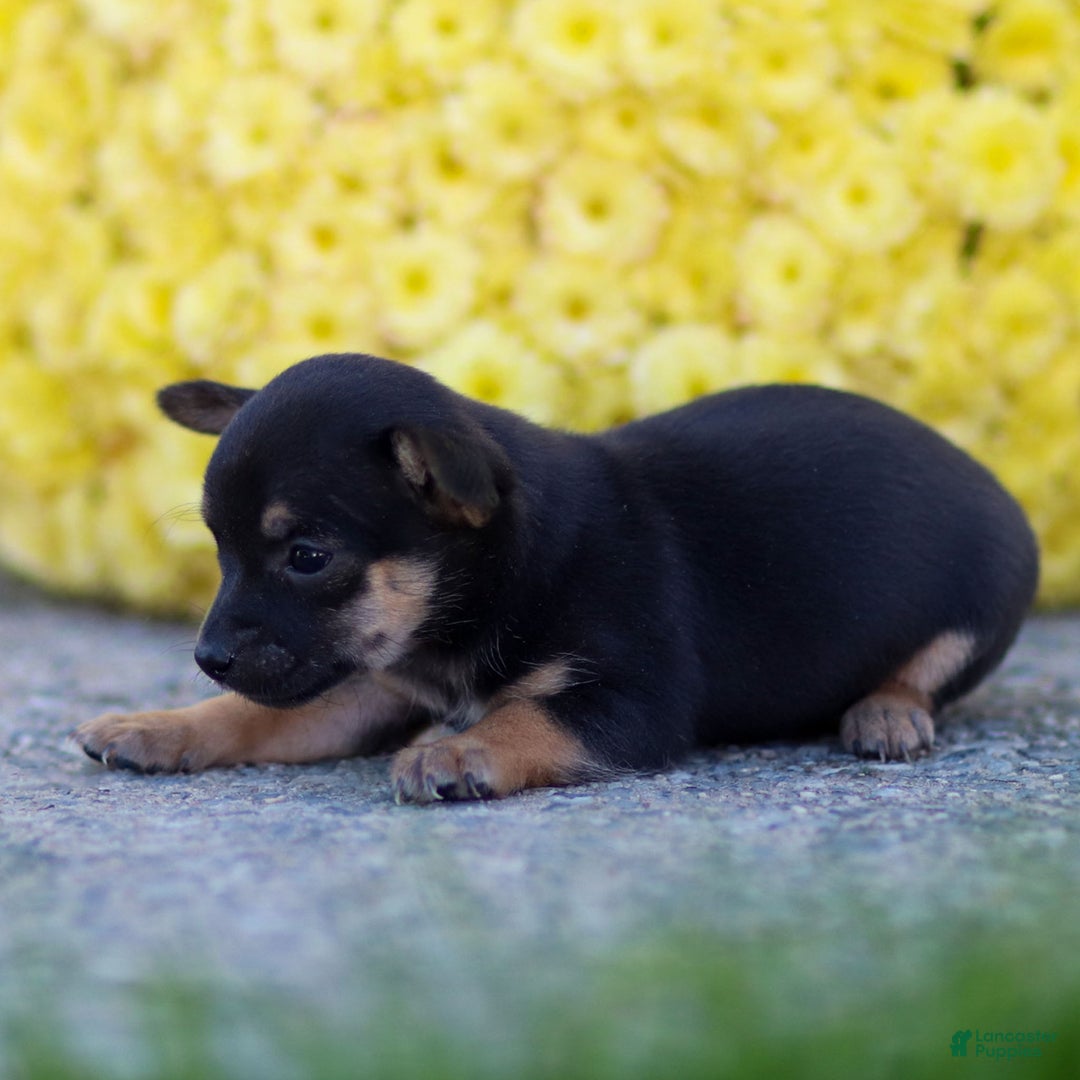 Chihuahua dogs for sale: Preston - Ad 13