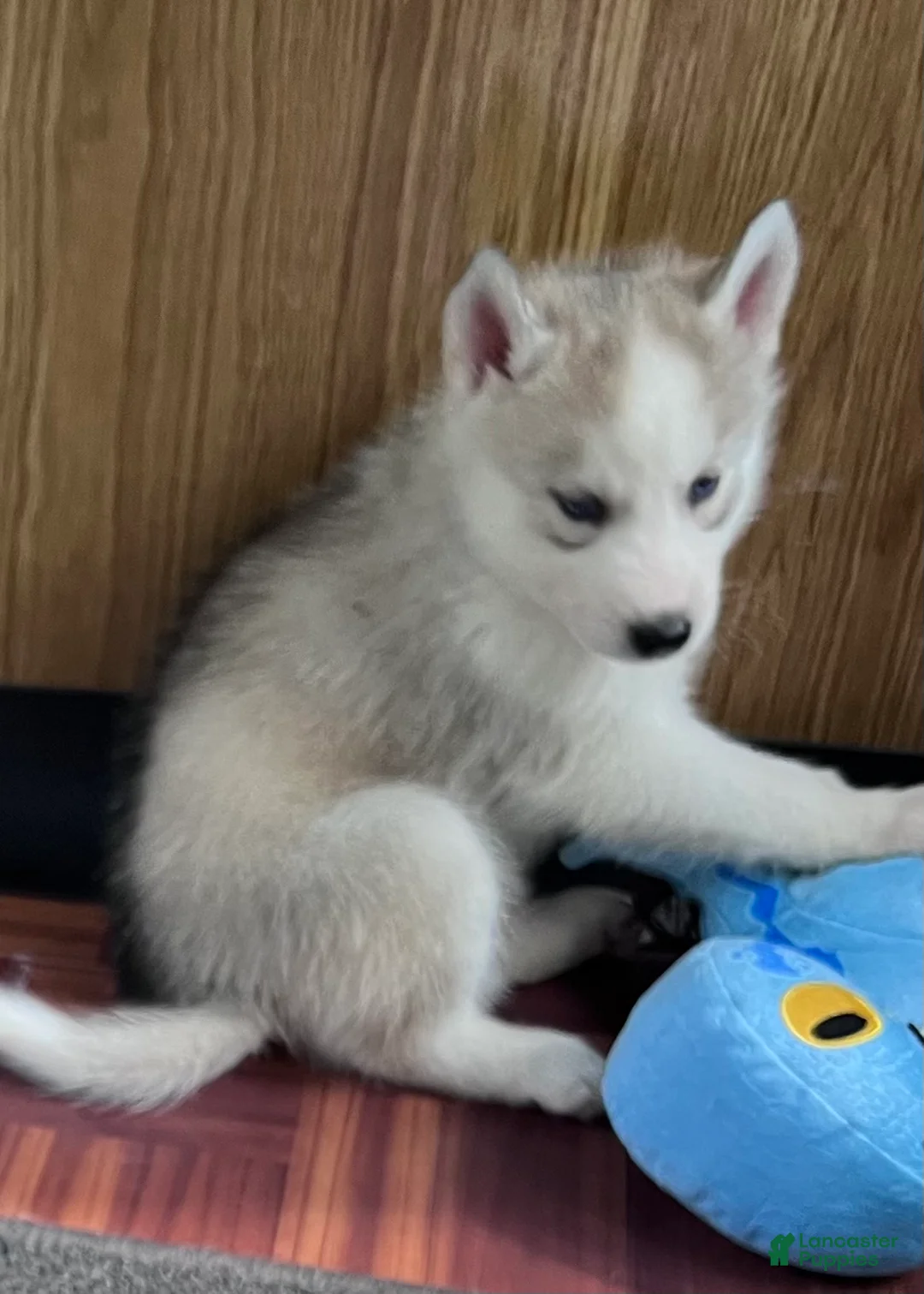 Siberian Husky dogs for sale: Majick AKC - Ad 2