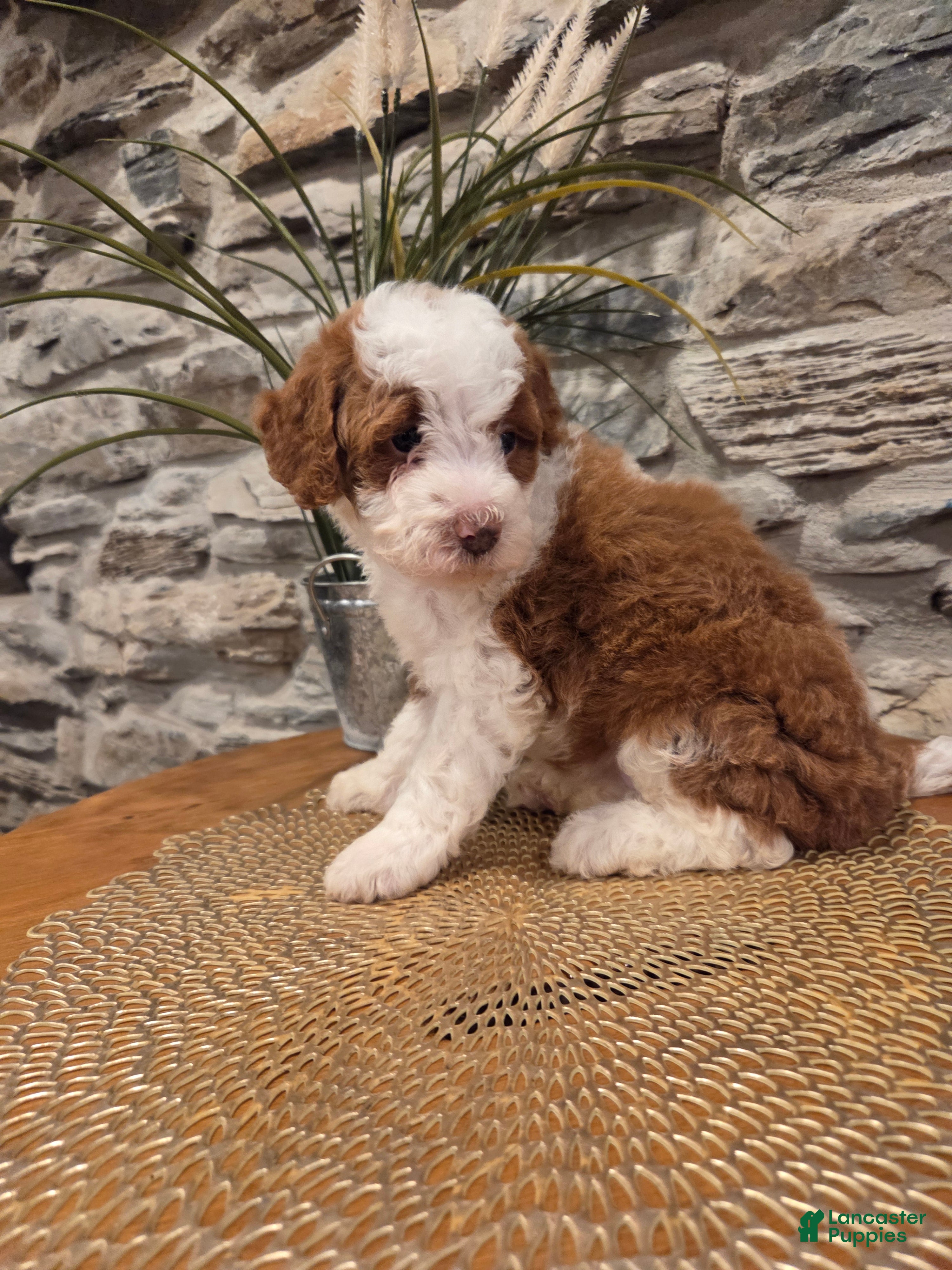 Mini Bernedoodle dogs EMMA - FEMALE Mini Bernedoodle 2 - Ad 2