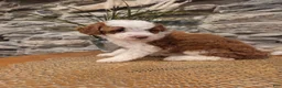 Mini Bernedoodle dogs for sale: EMMA - FEMALE Mini Bernedoodle 2 - Ad 2