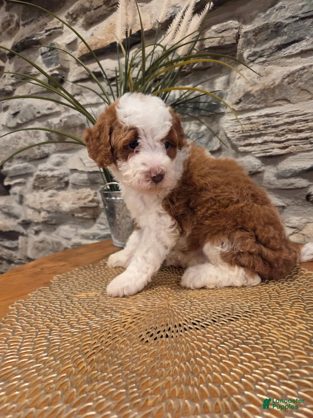 Mini Bernedoodle dogs for sale: EMMA - FEMALE Mini Bernedoodle 2 - Ad 2